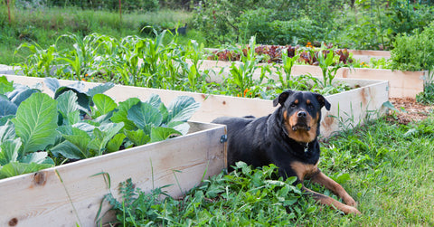 Rottweiler in vegetable garden