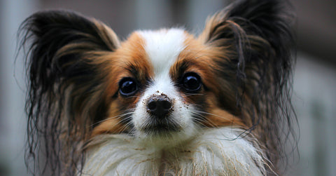 Papillon dog with ear problems