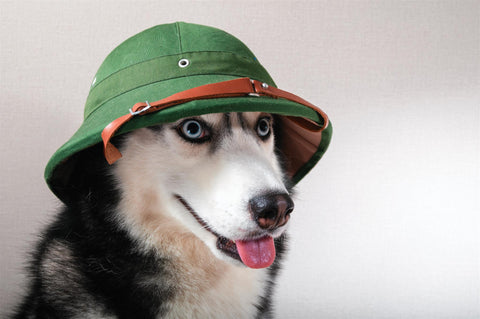 Dog wearing safari hat