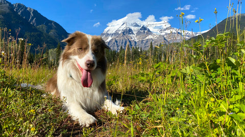 Pax lying in grass of Canadian Rockies
