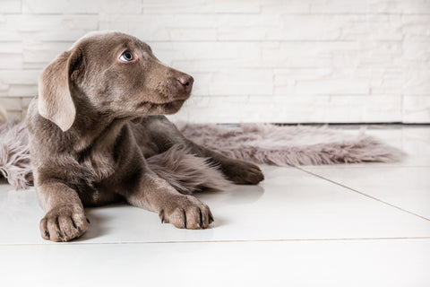 Puppy lying on floor