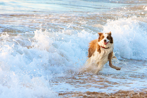Dog running in ocean