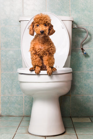 Small Poodle sitting on toilet