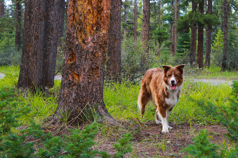 Skai the dog walking in forest