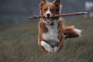 Senior dog running through field