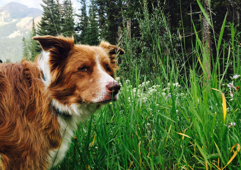 Why dogs eat grass