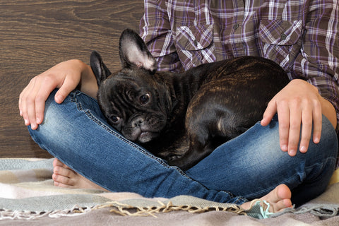 Small dog sitting in owner's lap