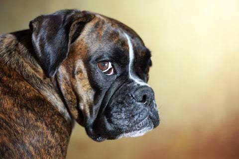 Senior dog with sad eyes