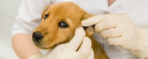 Puppy getting ears checked by vet