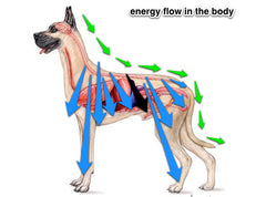 Side effects of antibiotics and steroids in dogs