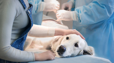 Dog lying on operating table