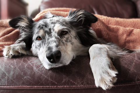 Dog with pancreatitis lying on sofa