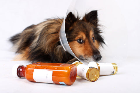 Dog in cone with prescription medication