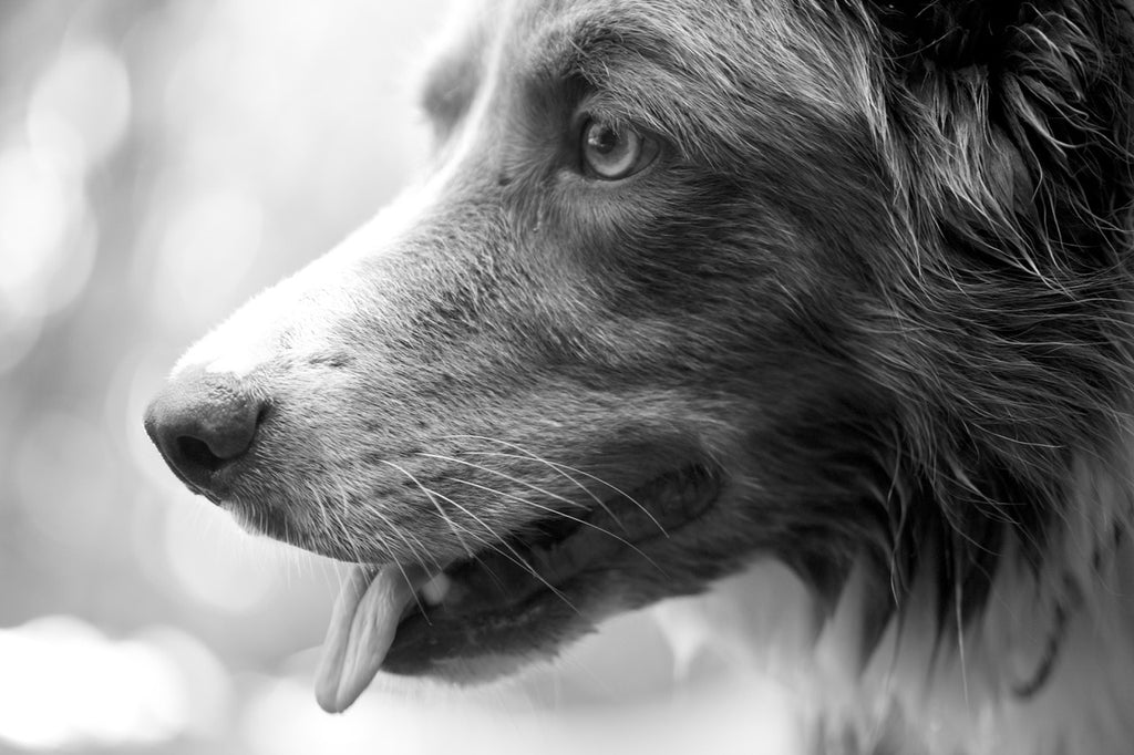 black and white image of dog