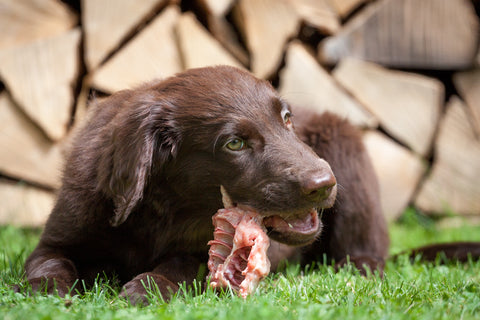 Dog eating raw bone