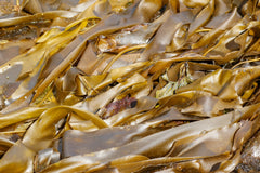 algues brune du Fleuve Saint Laurent 
