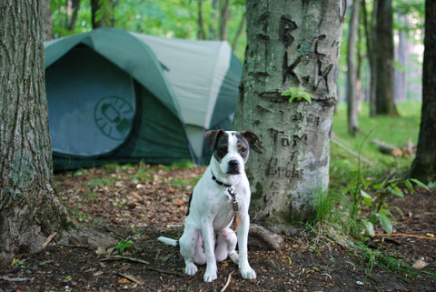Camping with dogs pictures