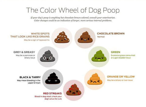 what does orange dog poop mean