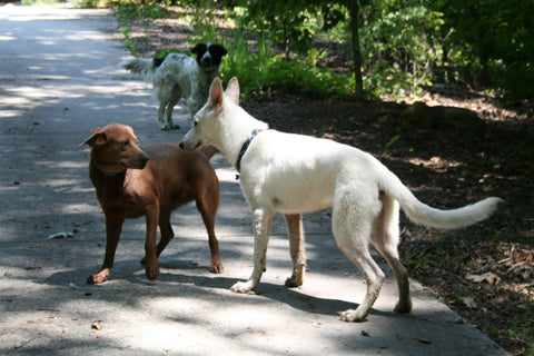 Dogs Meeting Socializing