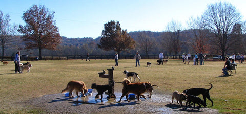 Dogs at a dog park