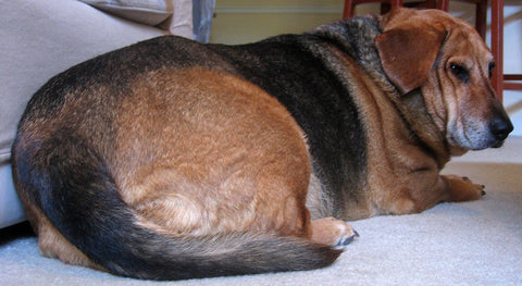 Fat Dog Joint Pain