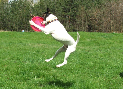 Frisbee with dogs