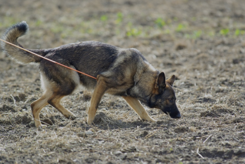 German Shepherd Tracking Pictures