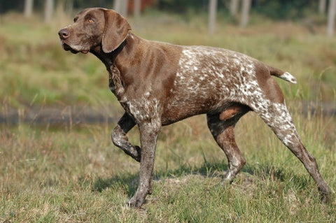 German Shorthaired Pointer Dog Picture