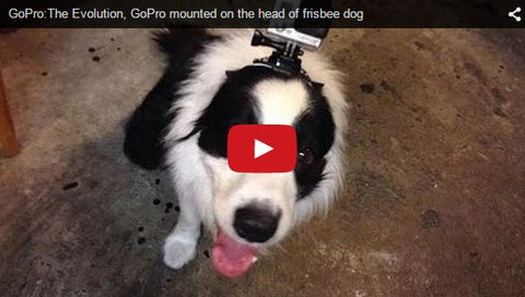 GoPro frisbee dog