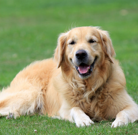Golden Retriever Dog Picture