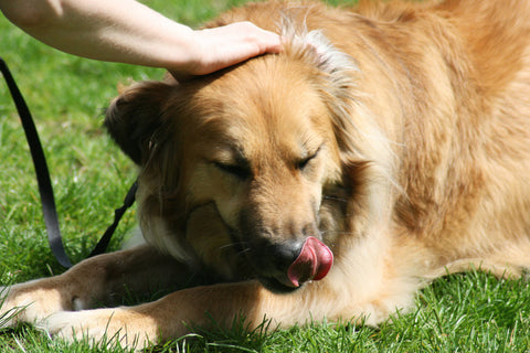 Petting Golden Retriever Positive Reinforcement
