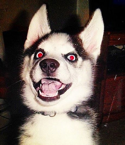 siberian husky puppy crazy face