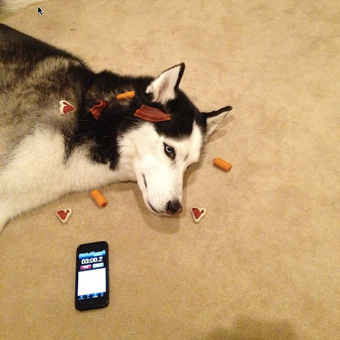 Siberian Husky Discipline