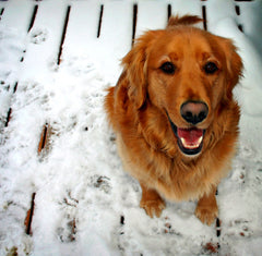 Happy Golden Retriever