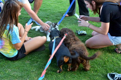 Husky Puppy Meeting Dogs