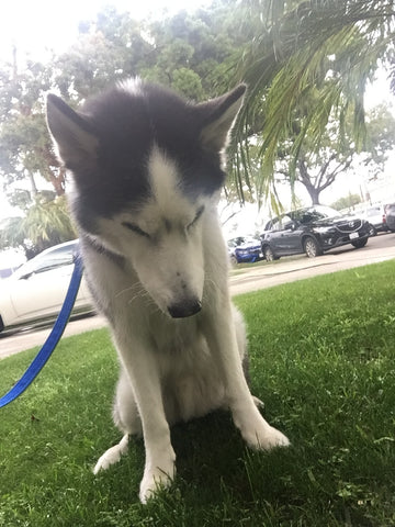 SIberian Husky Puking Yellow Bile