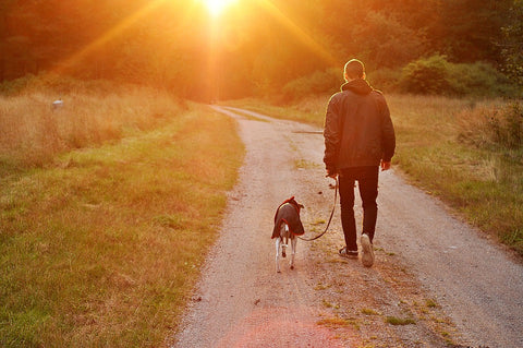 Man Walking Dog Sunset