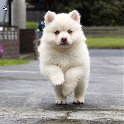 Young Puppy Running 