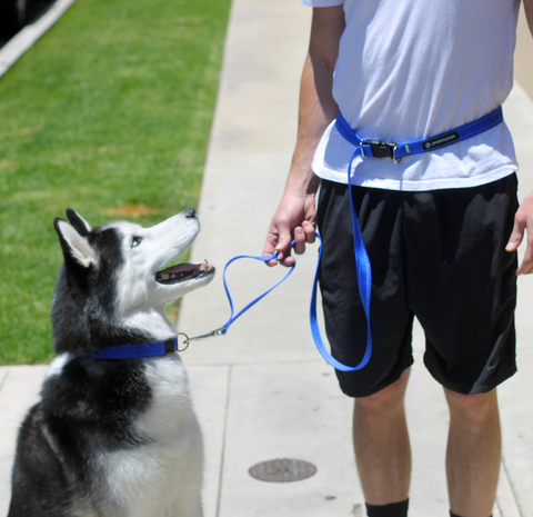 SportLeash Short Lead Hands Free Leash 