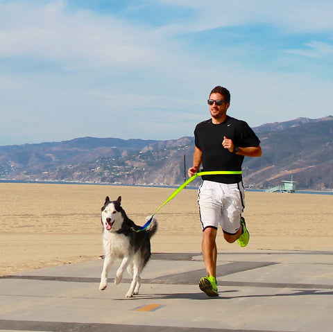 tips for running with your dog