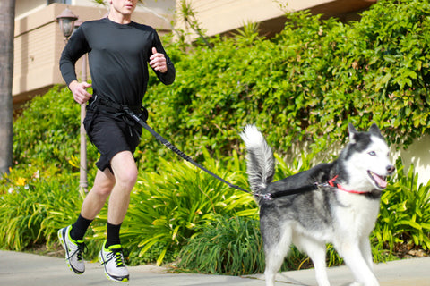 best running pack for dog owners