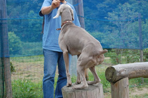 Weimaraner Dog Trick Training