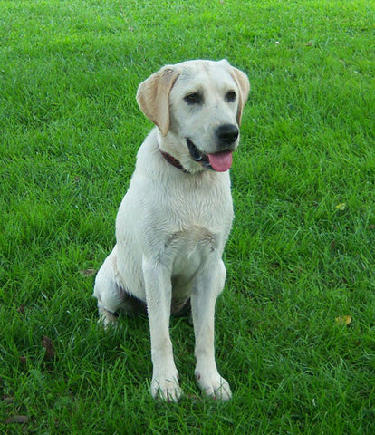 Labrador Retriever Dog Picture