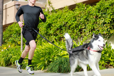 best running hiking walking pack for dog owners sportpack sportleash