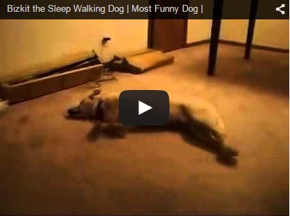 bizkit the sleepwalking running dog