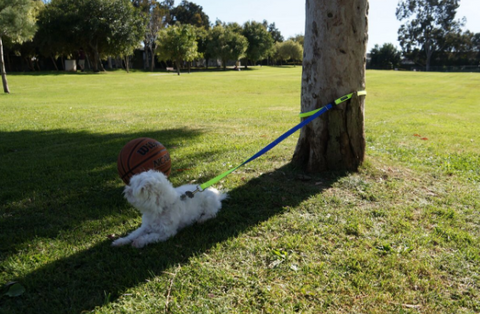 clipping dog leash to trees and poles with ease