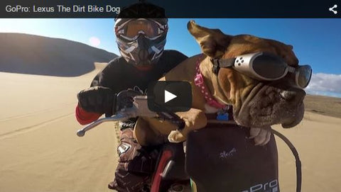 dog riding dirt bike