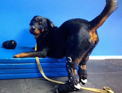 quadruple amputee dog can walk again