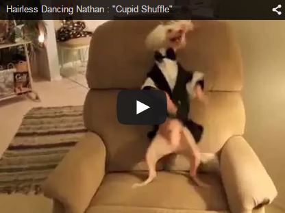 dog dancing on chair cupid shuffle