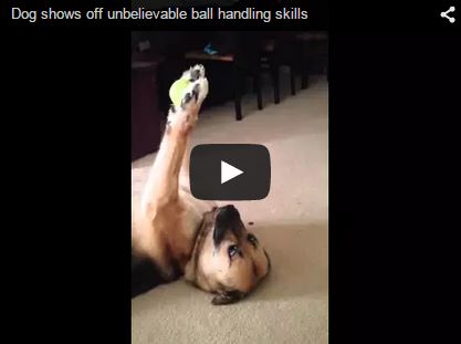 dog playing with tennis ball 